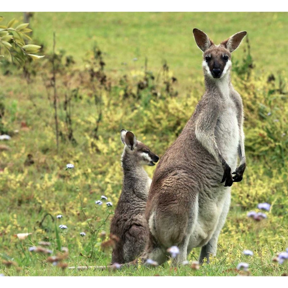 Macropus parryi