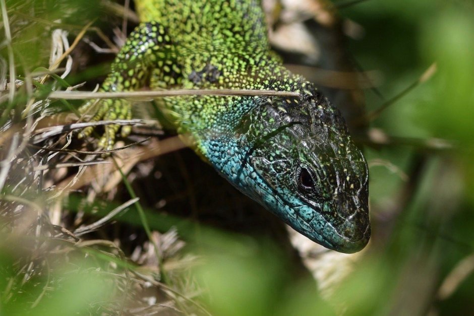Lacerta bilineata