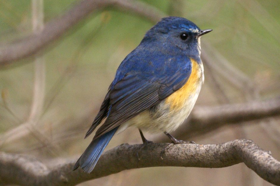 Синехвостка (Tarsiger cyanurus)
