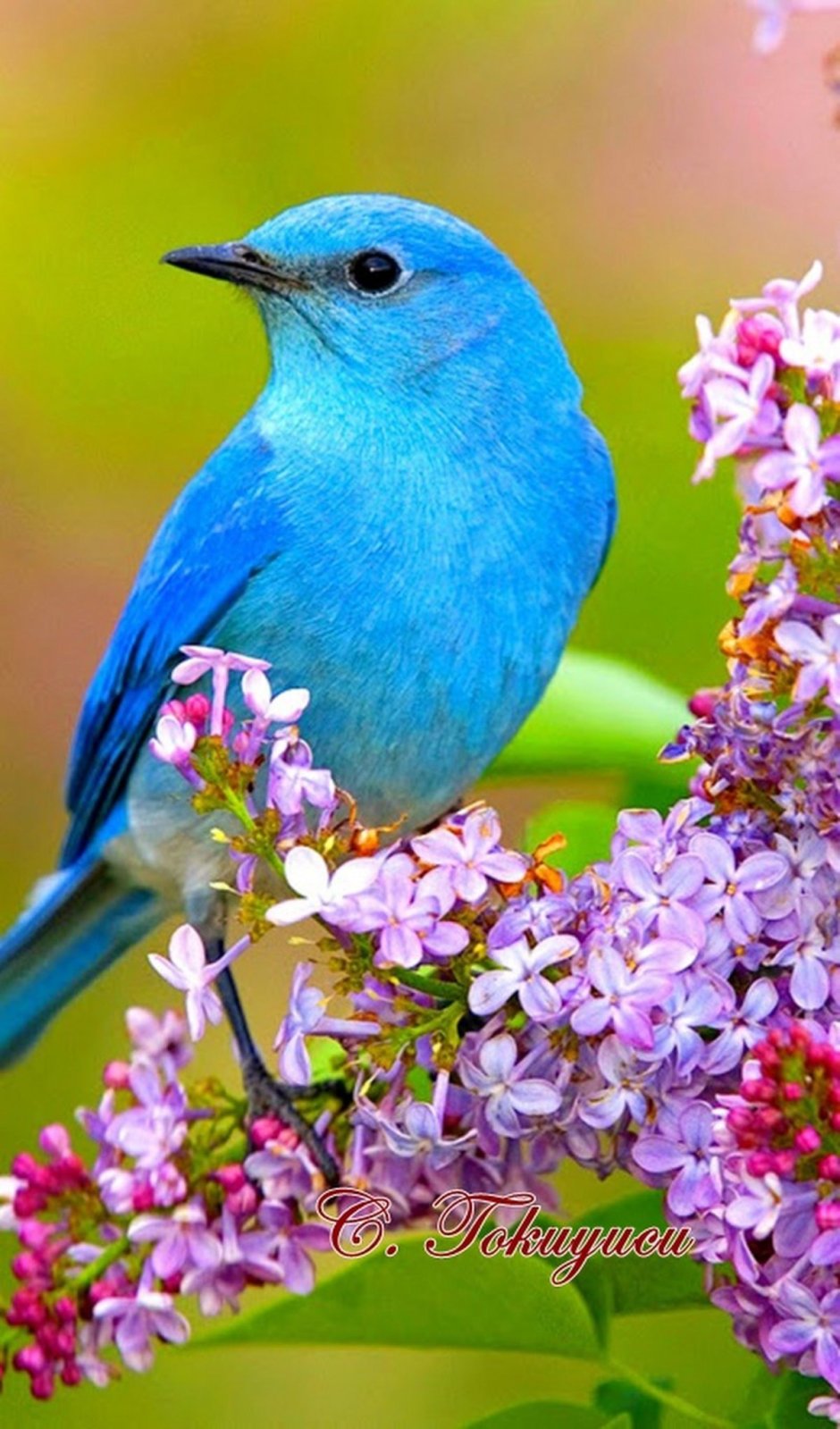 Природа птицы