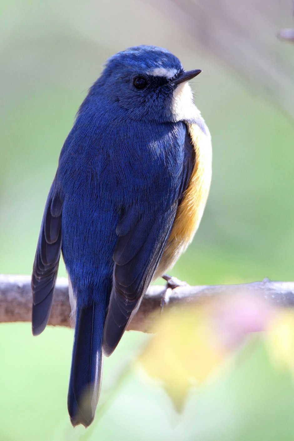 Лиловый Дрозд (Myophonus caeruleus)