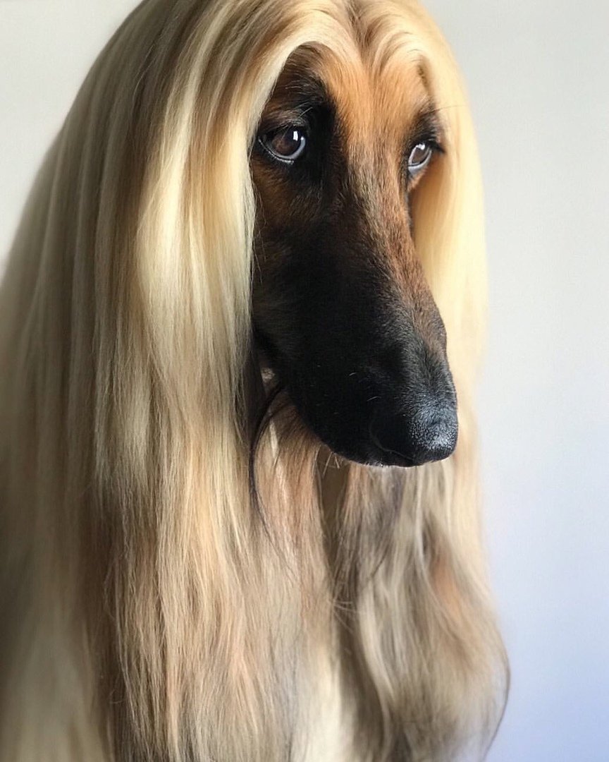 Афганская борзая Астон