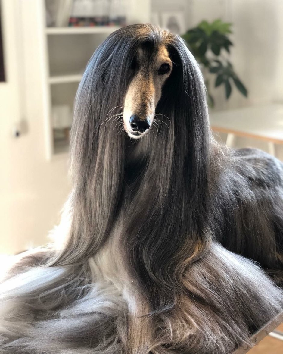 Афганская борзая груминг