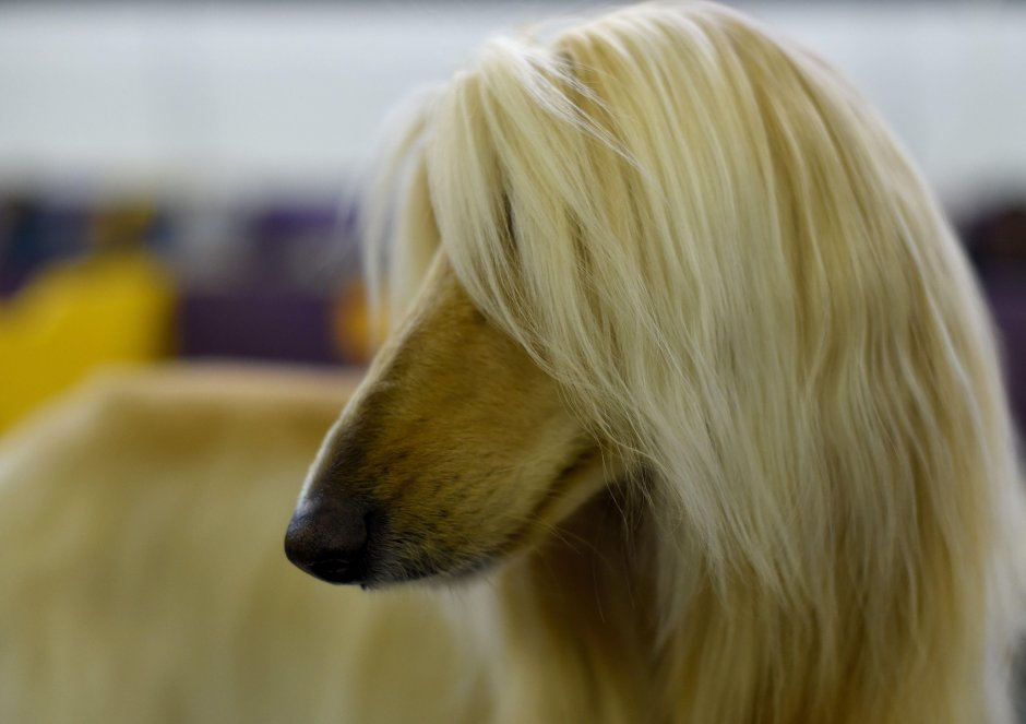 Афганская борзая и салюки