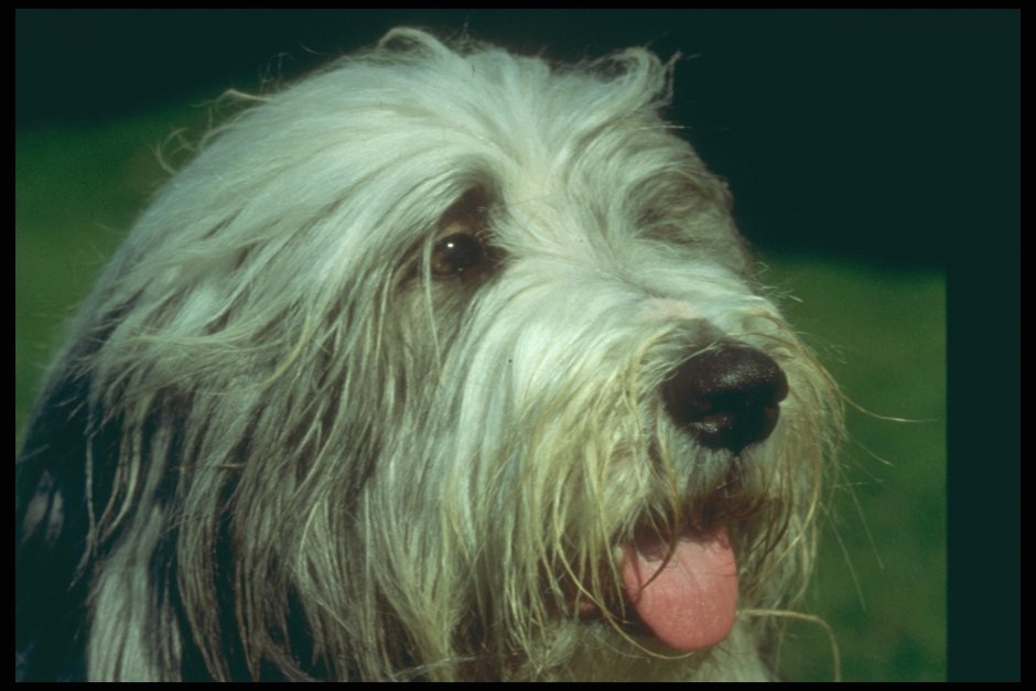 Собака у которой глаза закрыты шерстью