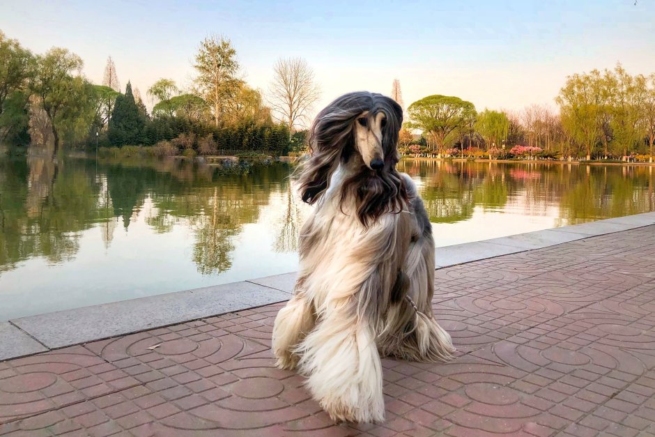 Афганская борзая Нирвана Баттл