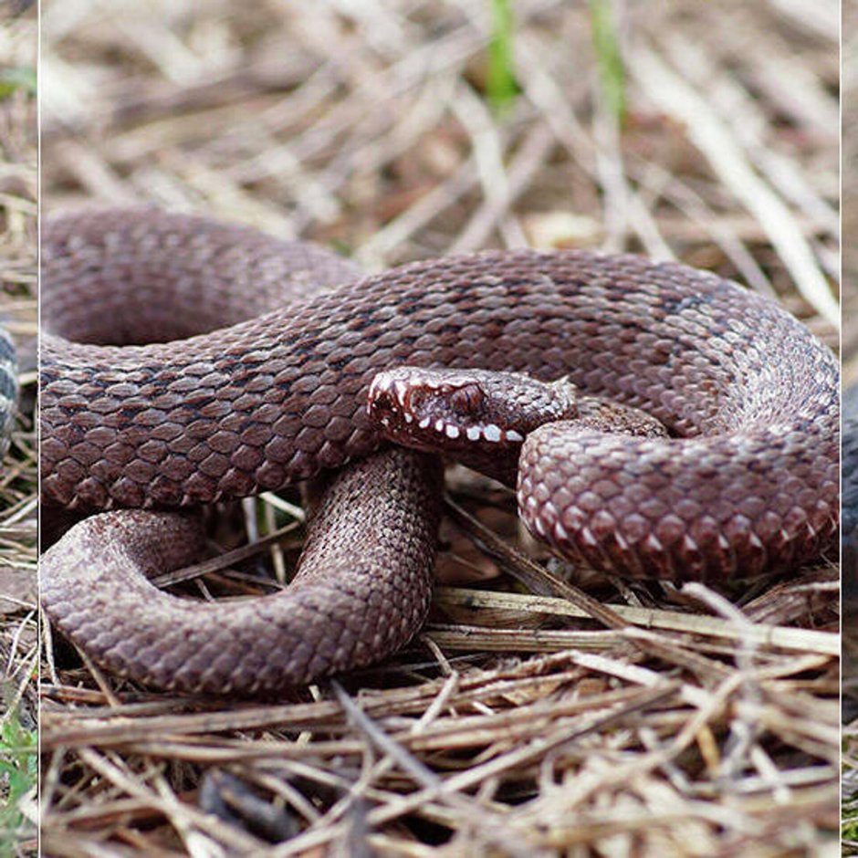 Гадюка обыкновенная (лат. Vipera berus