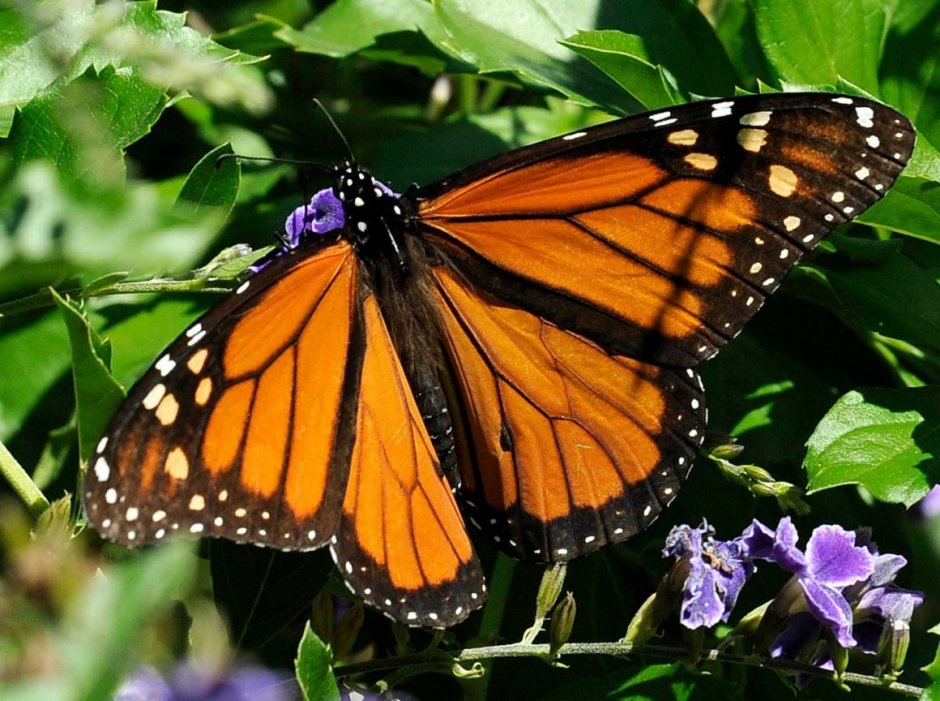 Monarch Монарх