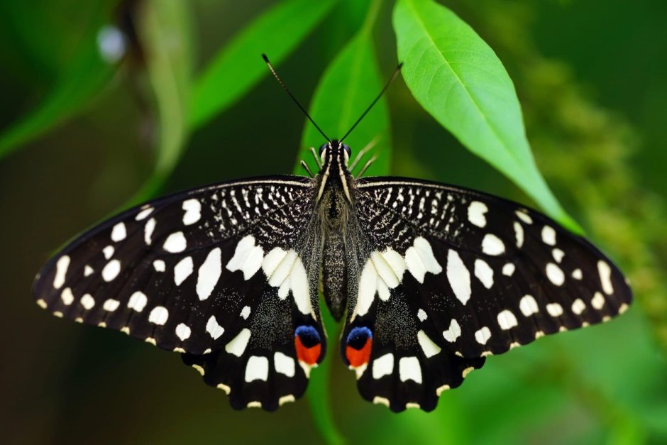 Papilio demoleus бабочка