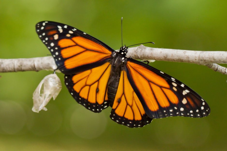 Monarch бабочка