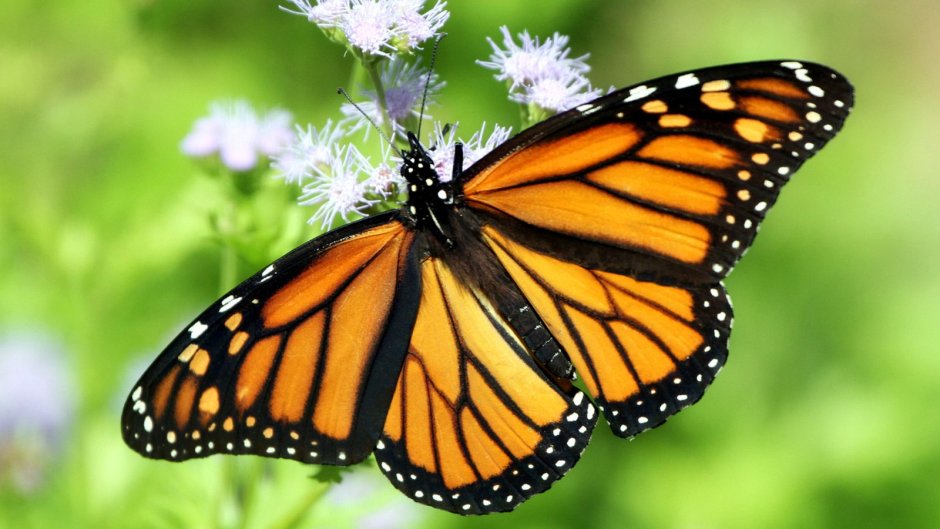 Бабочка Danaus plexippus
