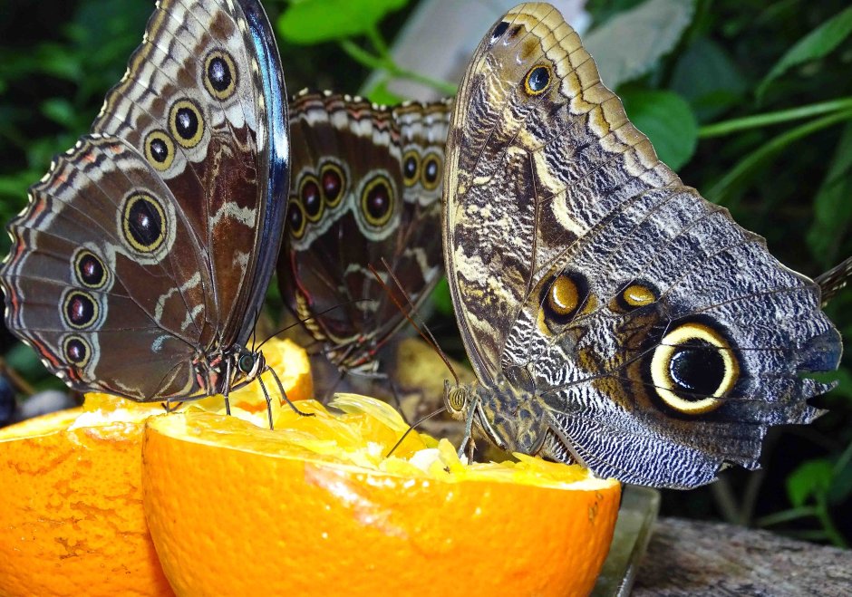 Caligo Atreus