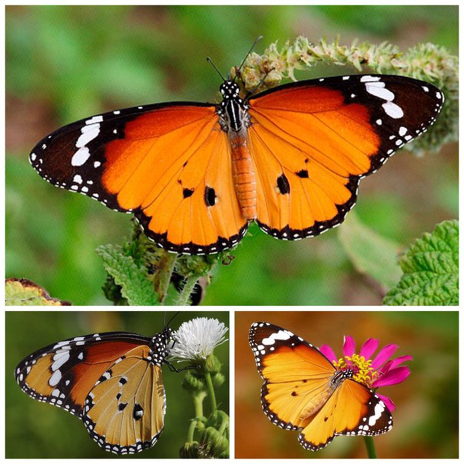Danaus chrysippus бабочка