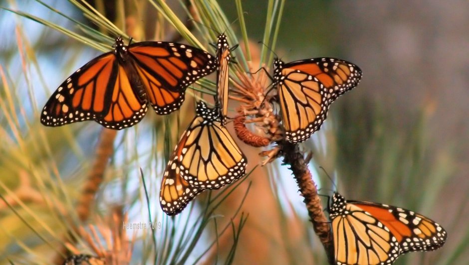 Бабочка Данаида Монарх (Danaus plexippus)