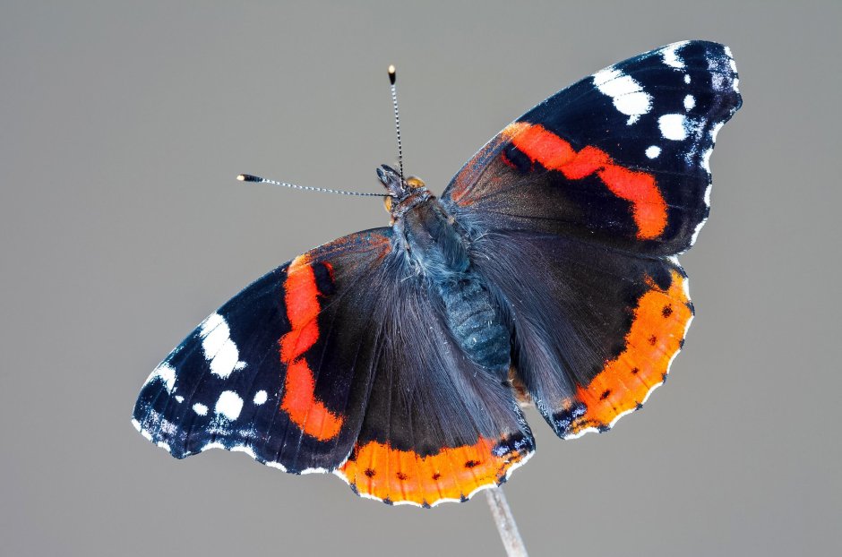 Vanessa Atalanta бабочка