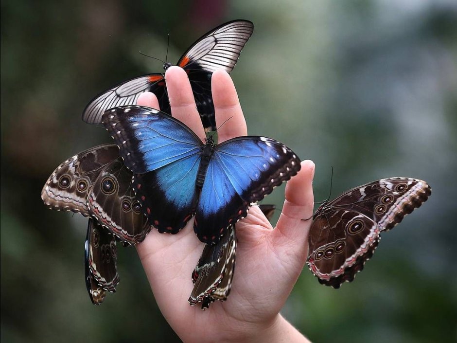 Morpho peleides Нимфалиды