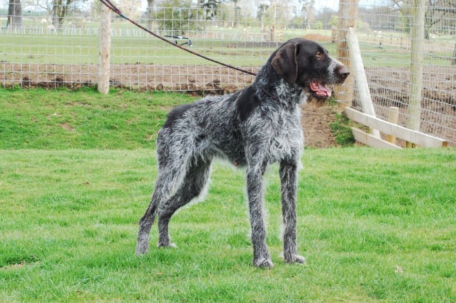 German Wirehaired Pointer Seat