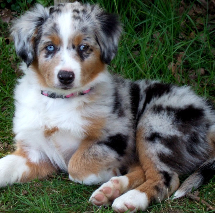 Австралийская овчарка Блю Мерль