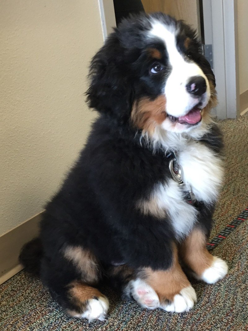 Бернский зенненхунд пушистый