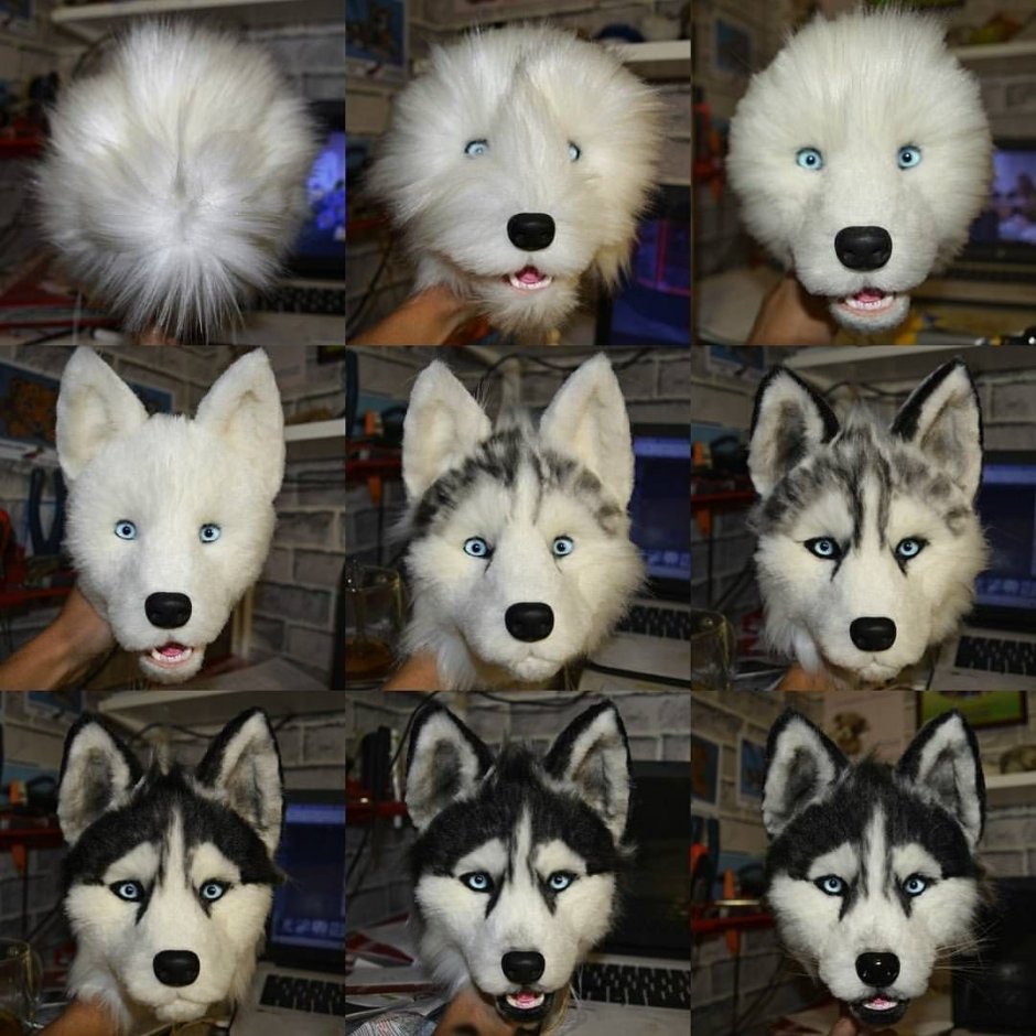 Хаски окраса Мерль