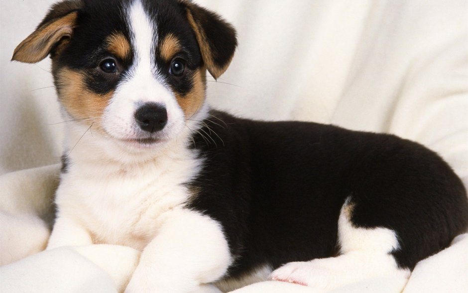 Трехцветные щенки