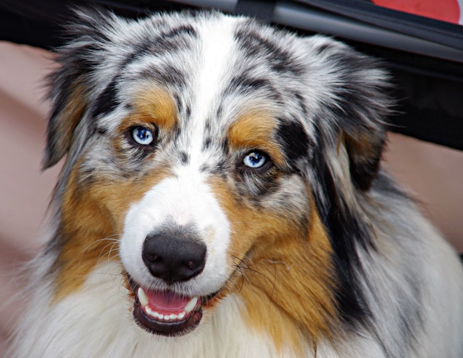 Североамериканская австралийская овчарка