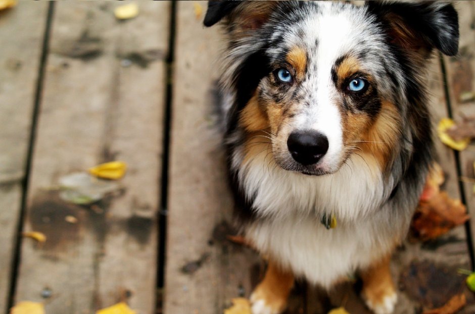 Интересные окраски собак