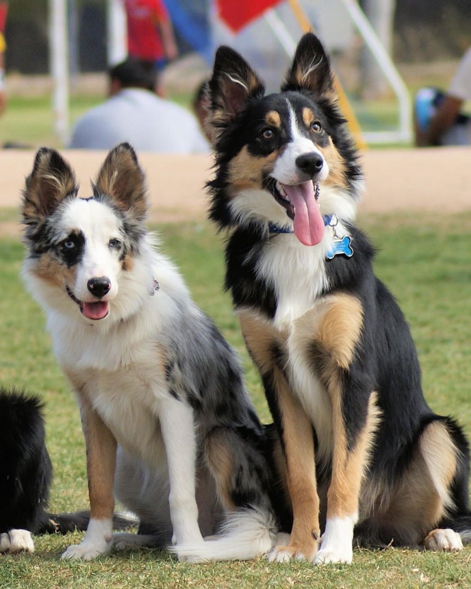 Бордер колли трехцветная