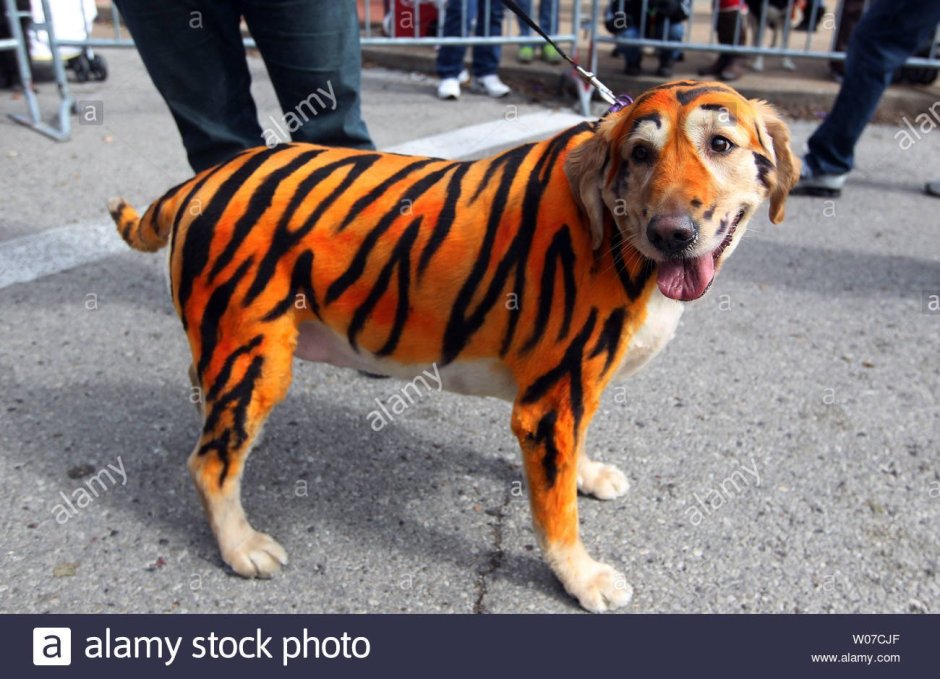 В Воронеже разрисовали собаку под тигра