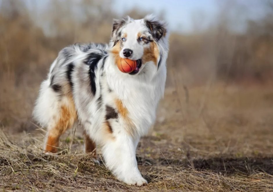 Необычные окрасы собак