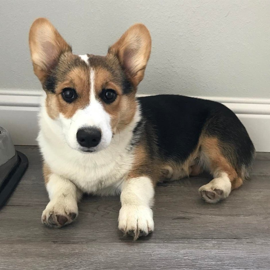 Вельш корги пемброк Триколор