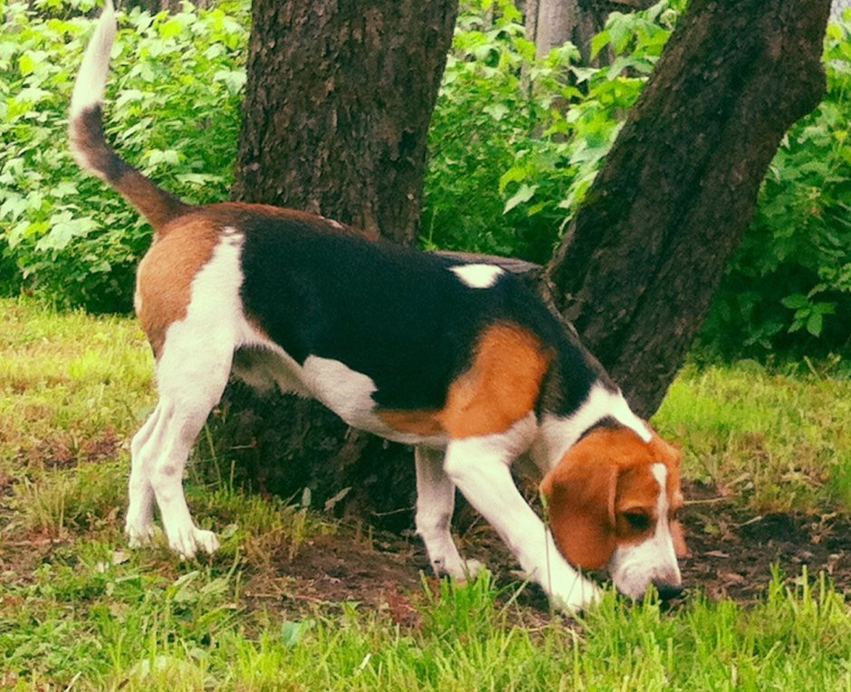 Трехцветная собака порода