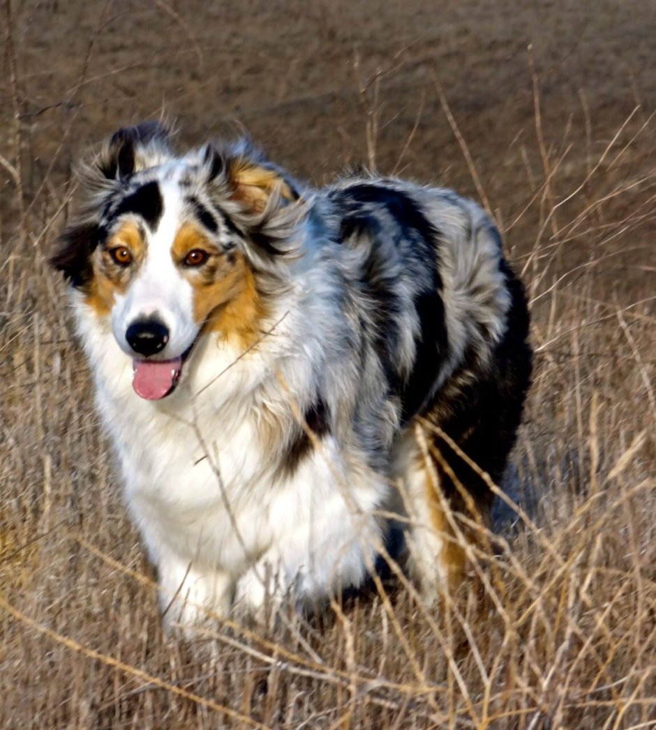 Аусси австралийская овчарка пастух