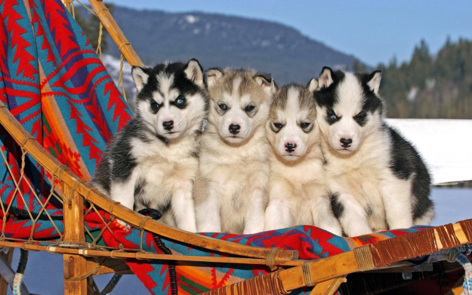 Сибирские хаски (Siberian Husky)
