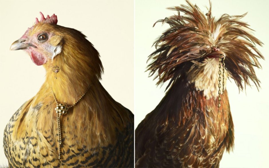 Курица с макияжем