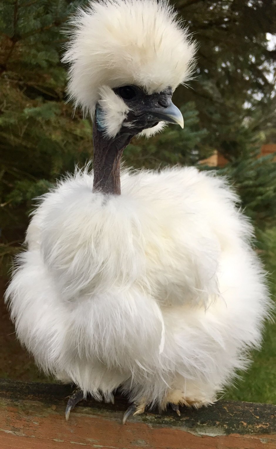 Куры Silkie
