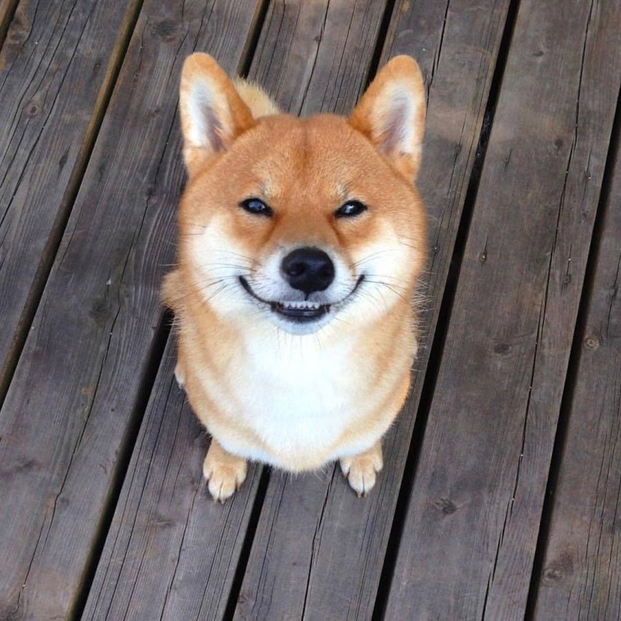 Японские породы собак Шиба ину