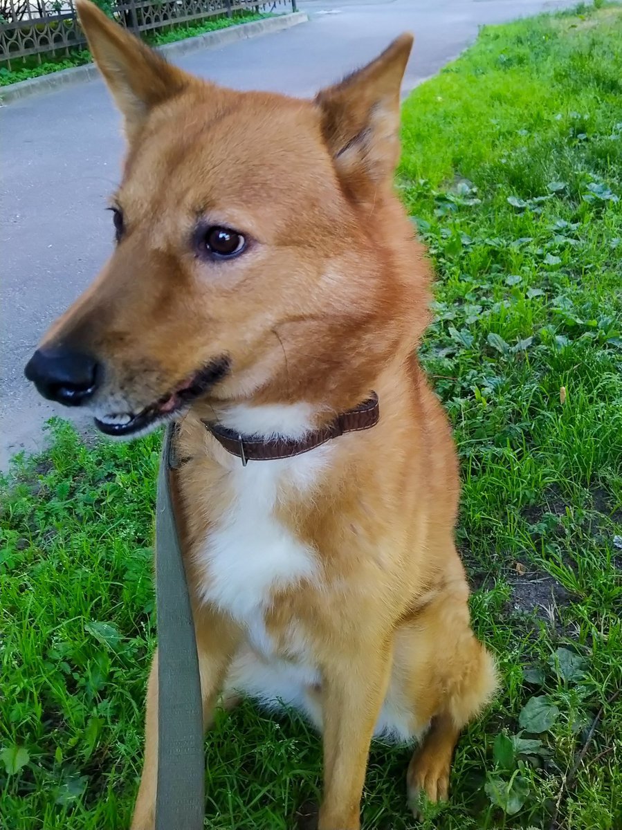 Собака с мордой лисы