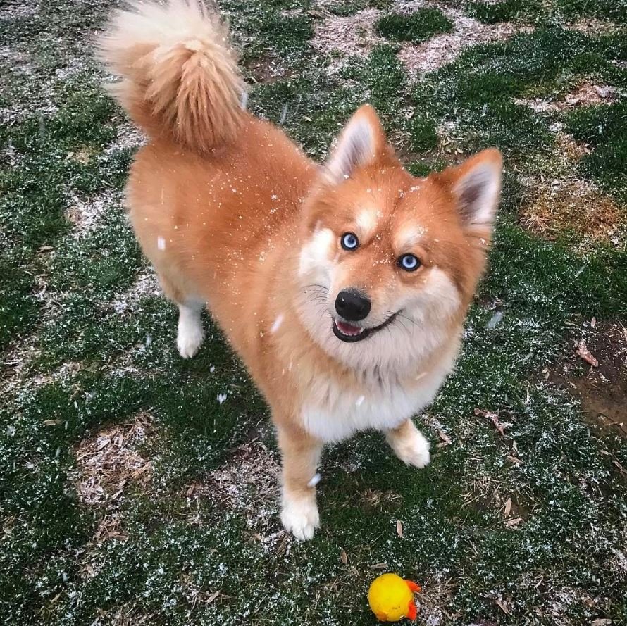 Лисья помски