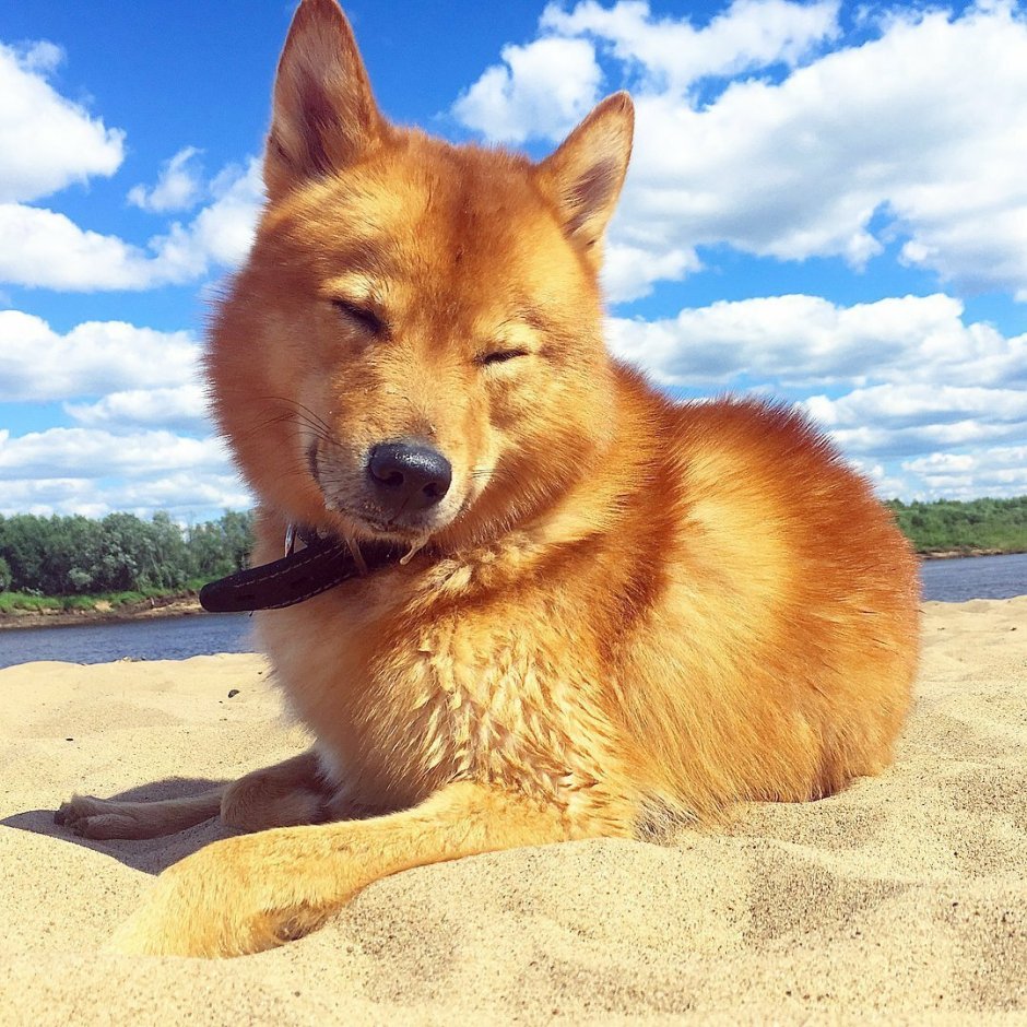 Корельскофинская лайка