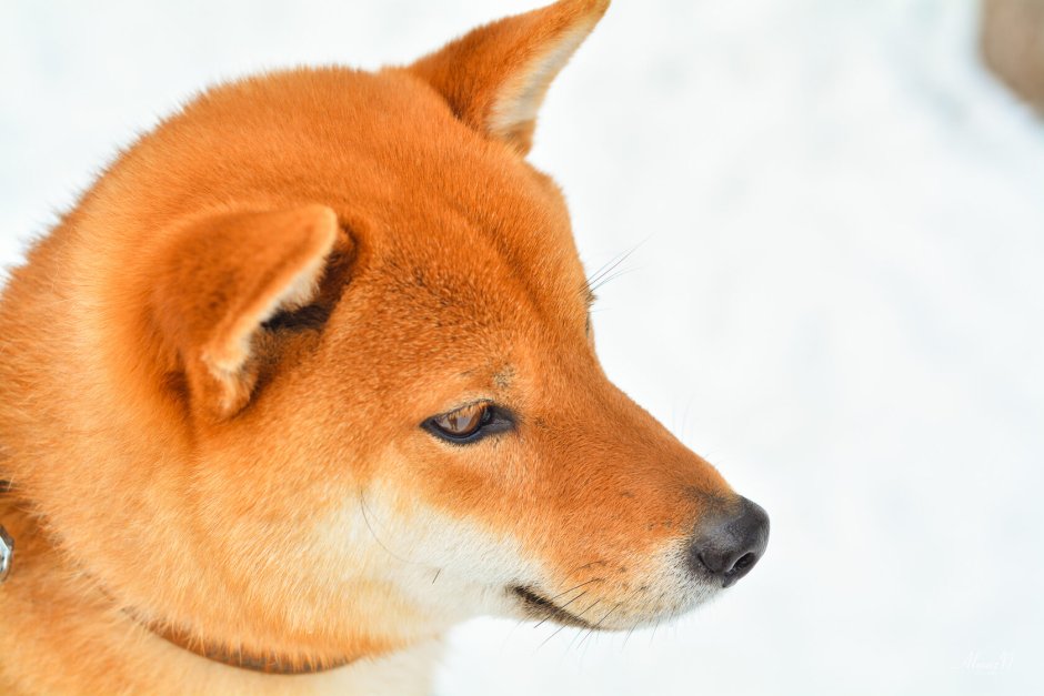 Сиба ину рыжий