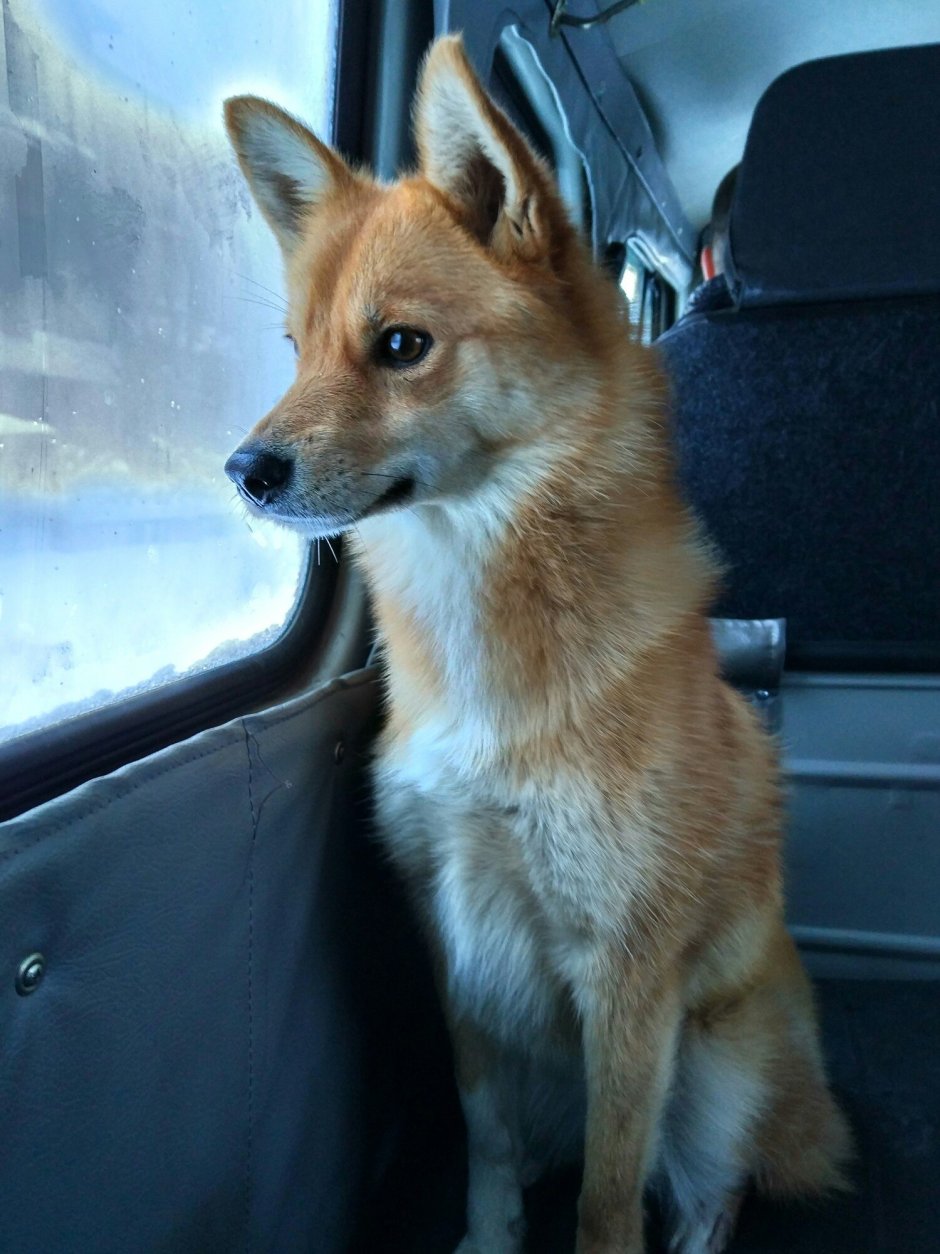 Карело финская лайка и лиса