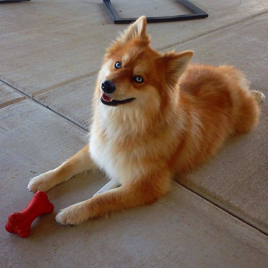 Помски собака рыжая