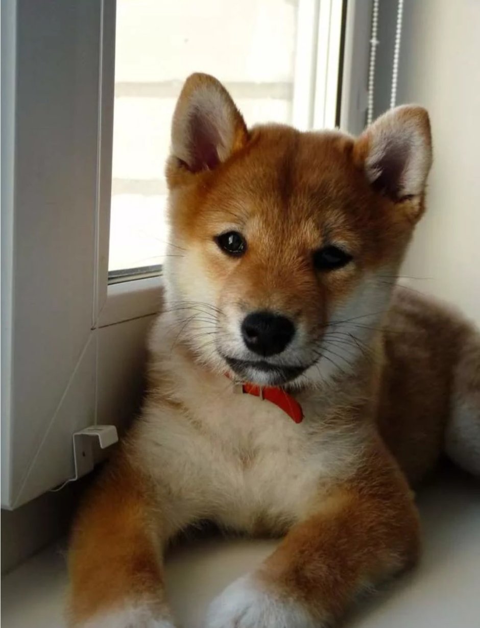 Уражиро сиба ину