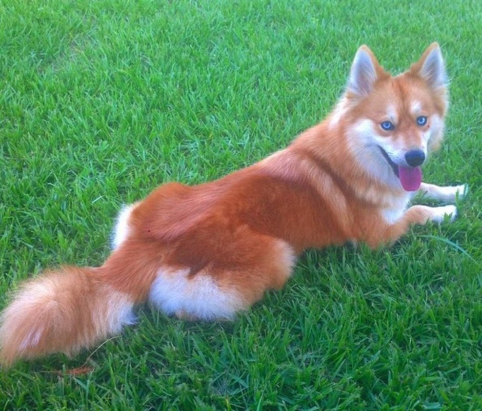 Лисья помски