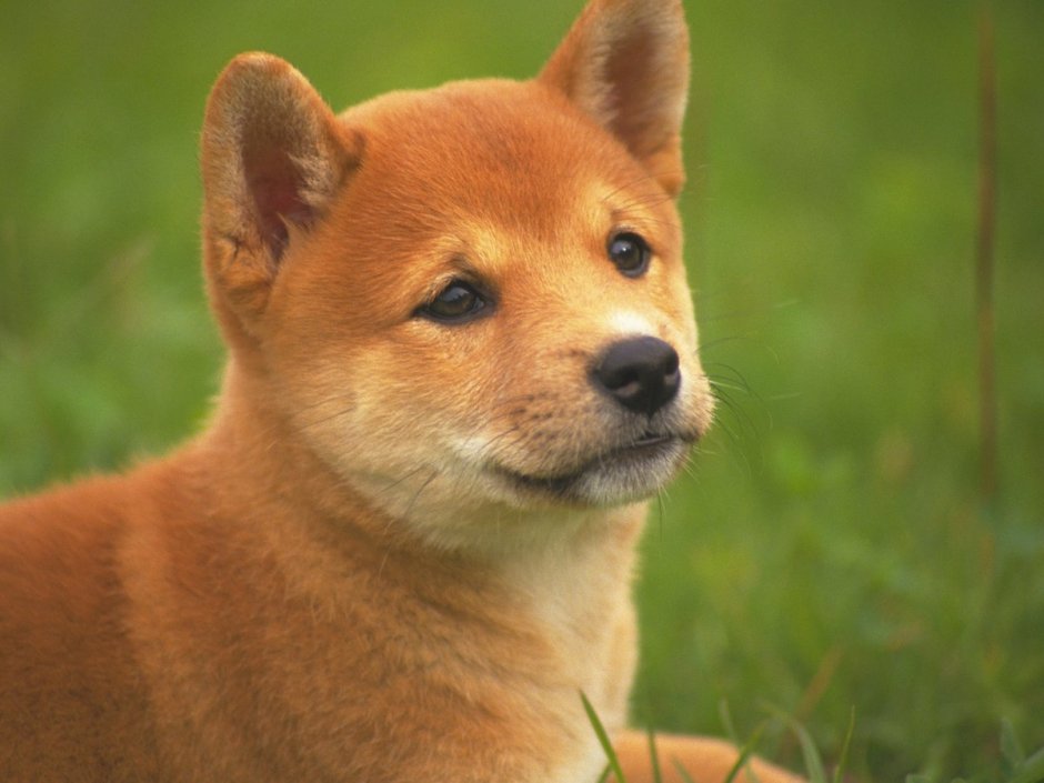 Рыжий щенок