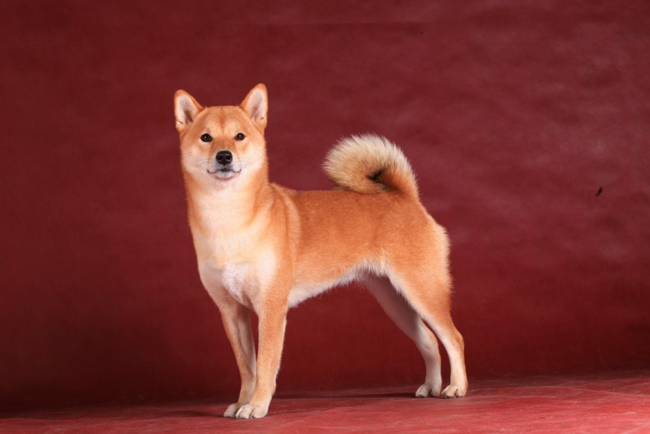 Маленькая сиба ину Лисичка