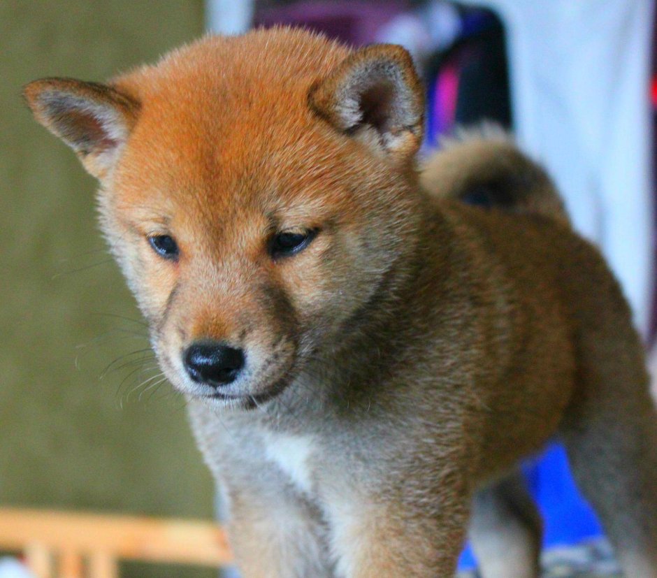 Сиба ину красный сезам