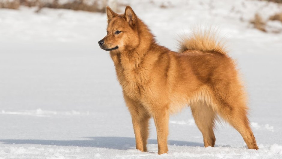Finnish Spitz финский шпиц