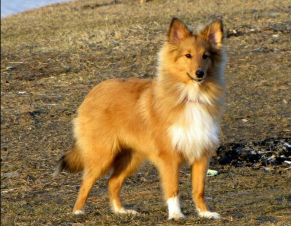 Шелти и лиса